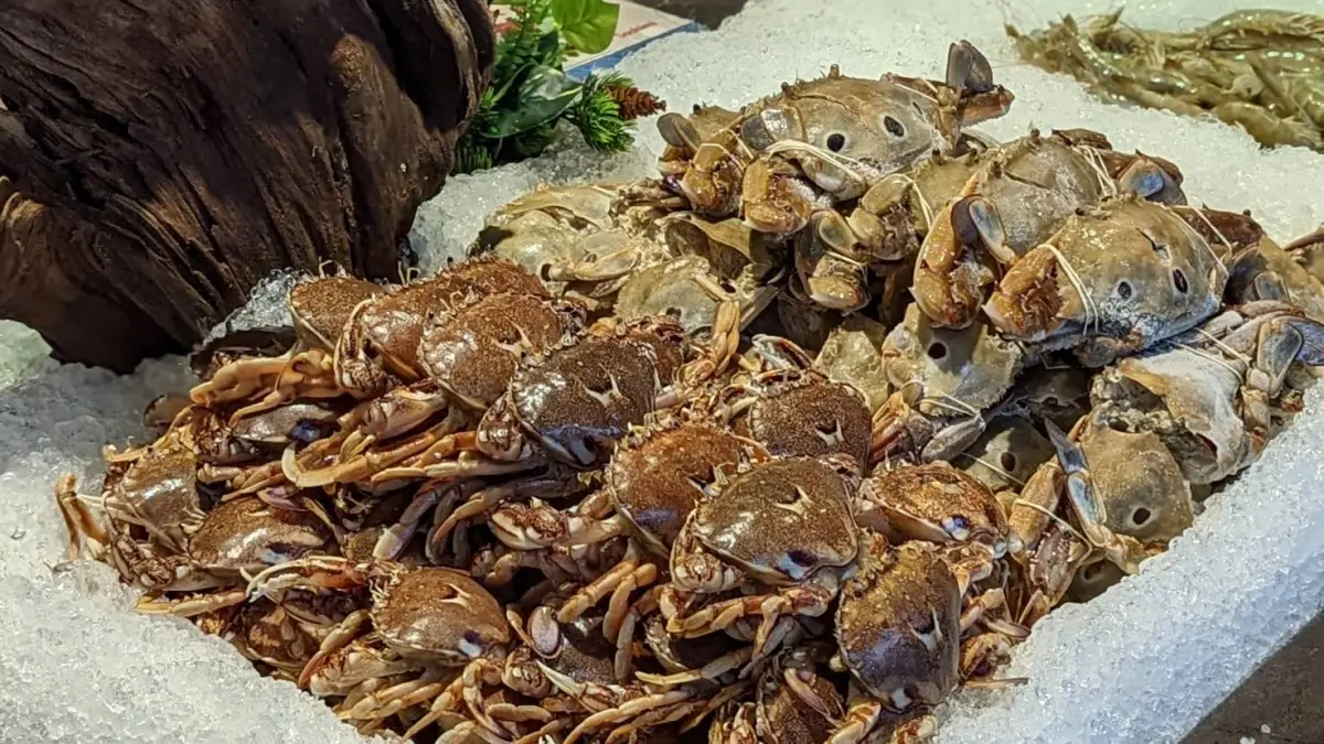 處女、天秤座吃鍋5折!千葉推「三點蟹、黃金蟹、藍蟹」無限吃,吃到飽控開嗑 處女、天秤座吃鍋5折!千葉推「三點蟹、黃金蟹、藍蟹」無限吃,吃到飽控開嗑