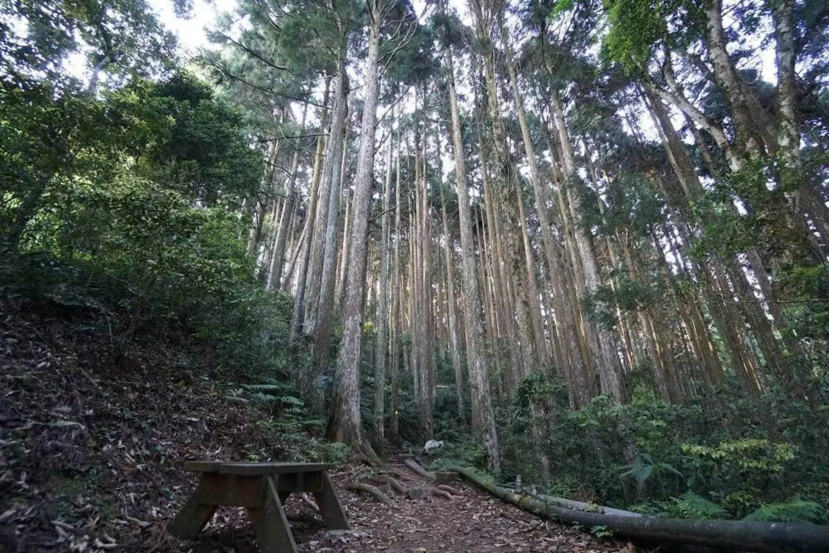 別只會逛老街!苗栗南庄5祕境景點:綠寶石溪流步道、苗栗小百岳、夢幻樹屋 別只會逛老街!苗栗南庄5祕境景點:綠寶石溪流步道、苗栗小百岳、夢幻樹屋