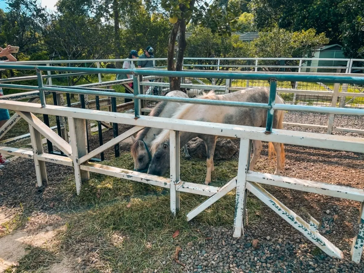 桃園親子景點＋１！「萬坪莊園」打卡鵝黃色歐風城堡，再賞超Q水豚君、狐獴