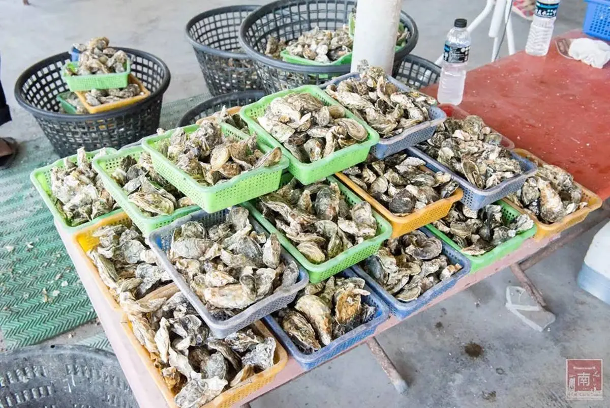 CP值破表！「搭船遊湖＋烤蚵吃到飽」只要250元，還能打卡養蚵棚架、沙洲祕境