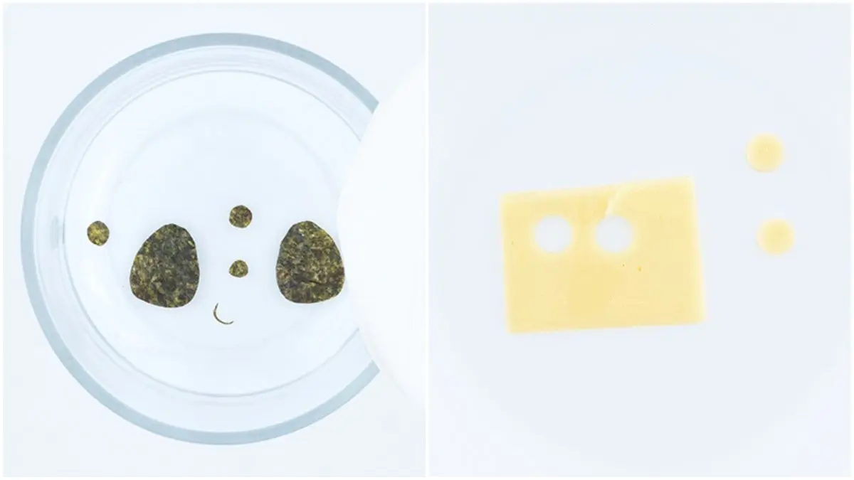 媽媽拚了！３款讓小孩走路有風狂便當：貓熊刈包、萌貓牛肉飯、柴柴壽司