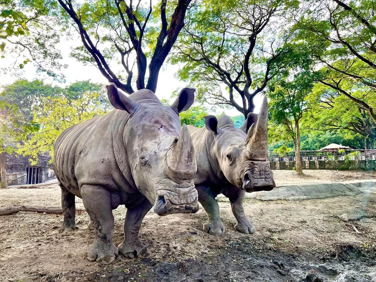 響應世界犀牛日！「認養犀牛」享全年免費玩壽山動物園，加碼送限量義大門票