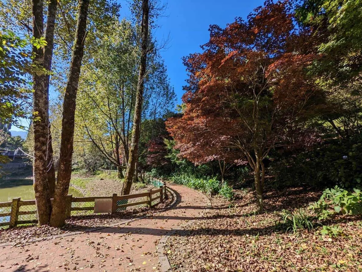 全台最早「楓紅」在這！鮮紅楓樹＋石子路如置身日韓賞楓，11月中旬前快追