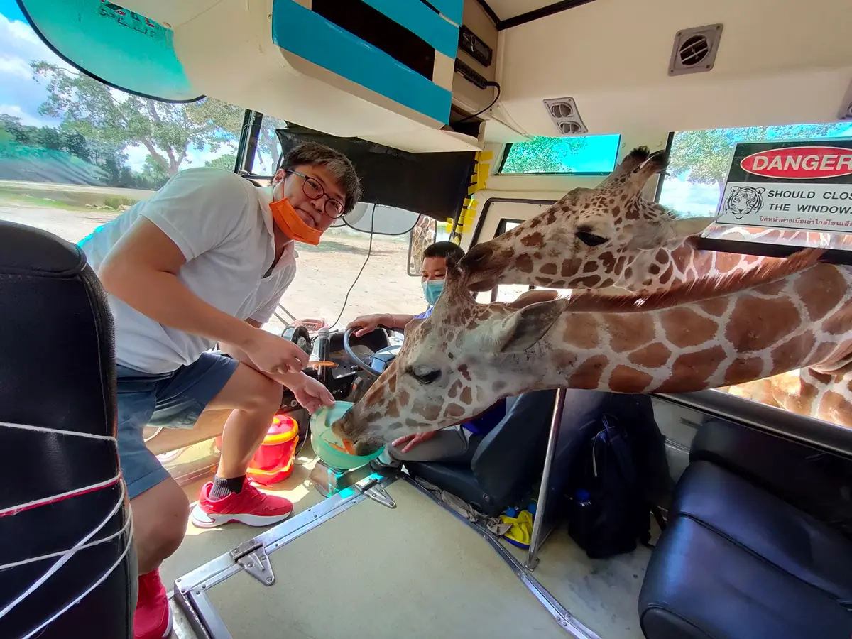想報名+1！動物園超狂體驗「長頸鹿餵食」，獨享吉普車專屬網美照
