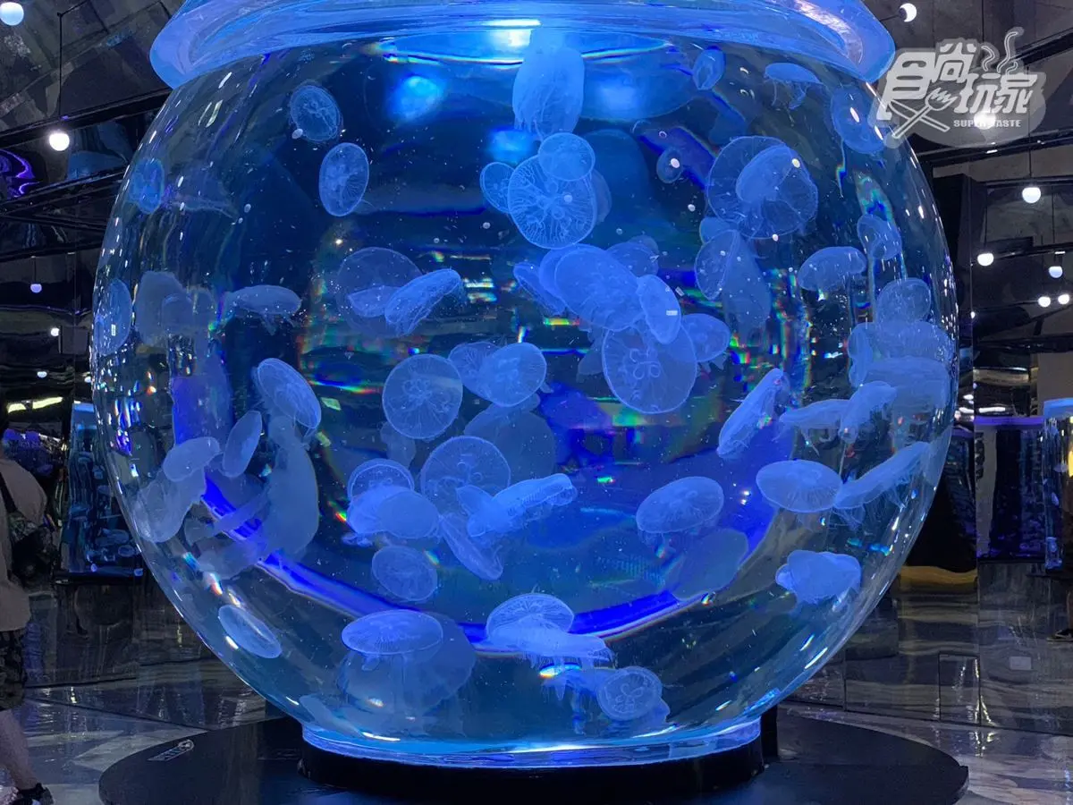 衝Xpark賞世界名畫!「AI海洋名畫展」今開跑,夢幻水晶球、水母萬花筒超欠拍 衝Xpark賞世界名畫!「AI海洋名畫展」今開跑,夢幻水晶球、水母萬花筒超欠拍