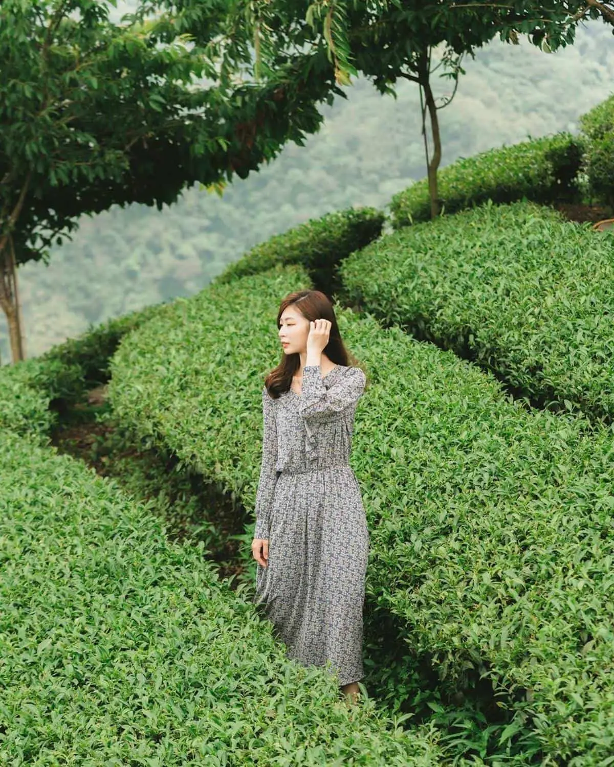 求財運順路玩！南投竹山１日遊６景點：絕美忘憂森林、《御茶園》廣告場景