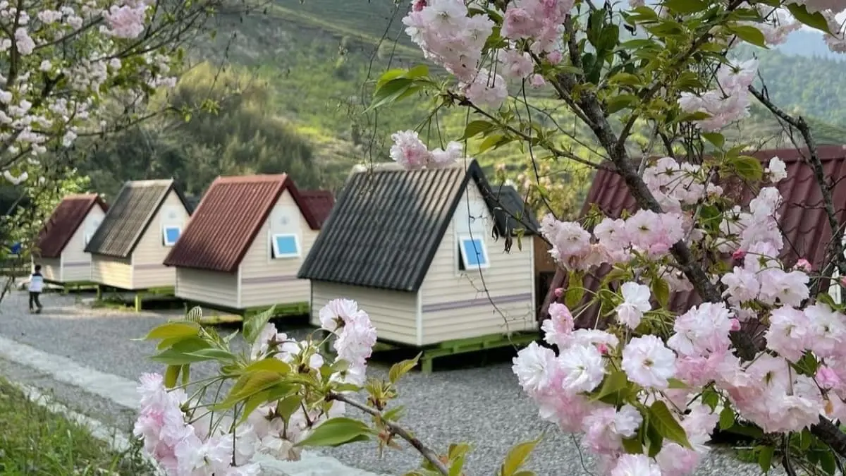 入秋露營去！７大特色營地推薦：住１晚800元有找、落羽松＋雲海美景一次收