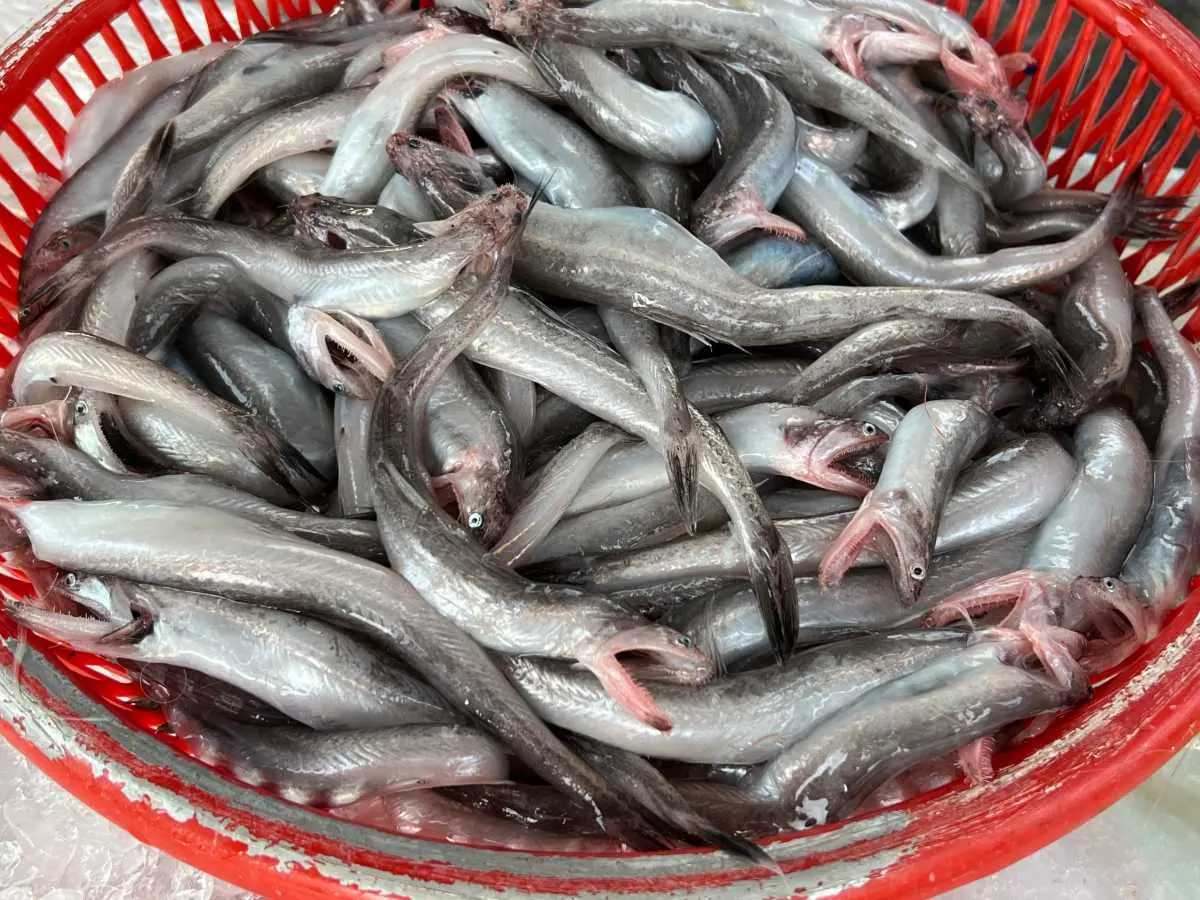 就是「那個魚」！讓楊丞琳惹議的海鮮？必試東港、南方澳「銷魂級」吃法