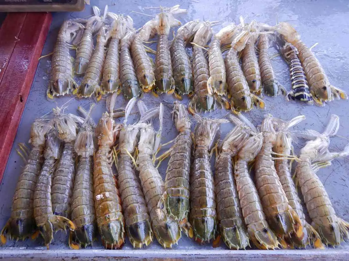 因電影《食神》「這海鮮」暴紅！「撒尿牛丸」就是它做的，也是日料最愛食材