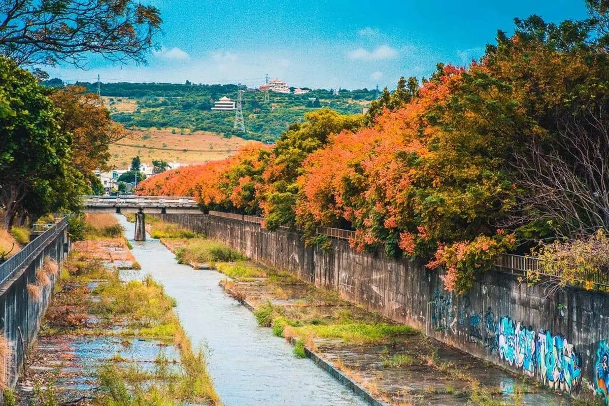 綿延２公里超壯觀！秋天「全台最美排水溝」欒樹滿開，「四色樹祕境」美到炸
