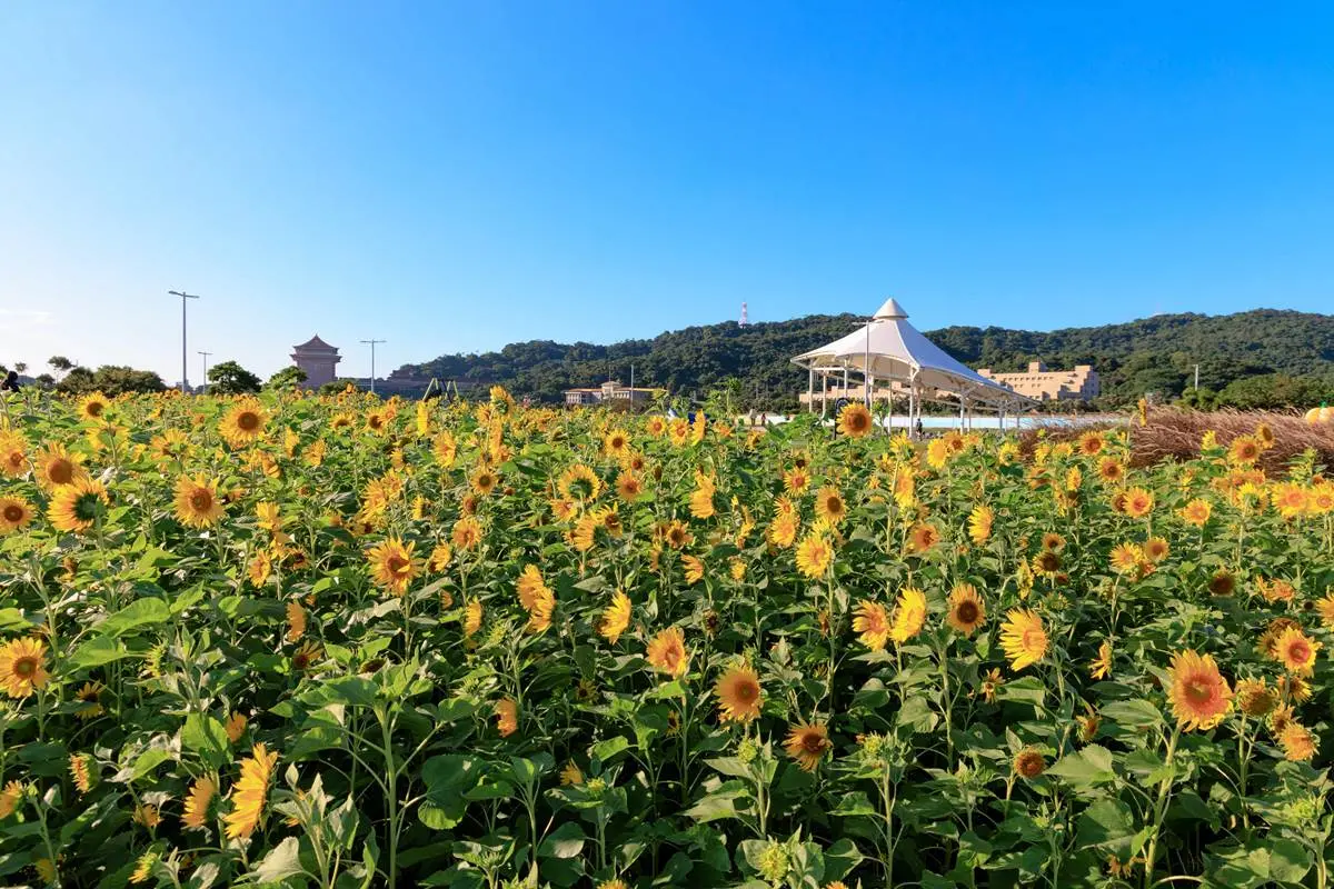 花仙子開追!6處秋冬花海祕境:神祕外星人出沒、台版普羅旺斯、金黃向日葵 花仙子開追!6處秋冬花海祕境:神祕外星人出沒、台版普羅旺斯、金黃向日葵