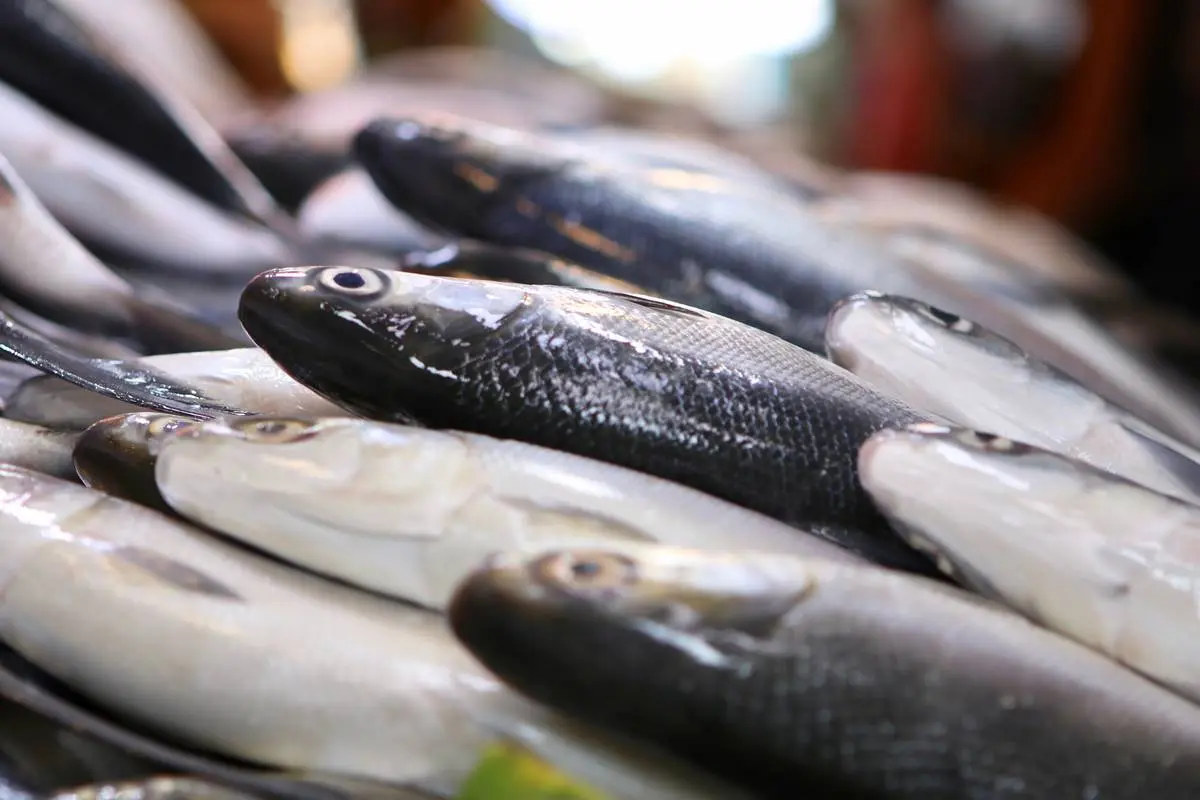 虱目魚為什麼叫「虱目魚」、日本第１家咖啡館，竟然都跟鄭成功有關