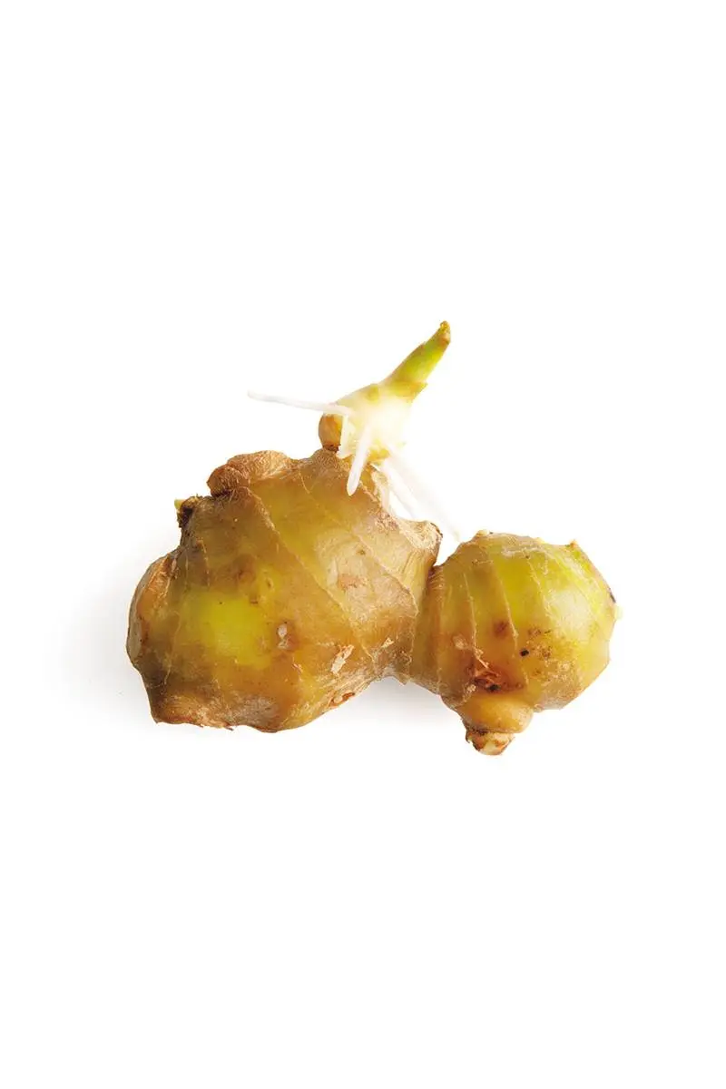 發芽的薑吃了會中毒？薑變綠色吃了會生病？挑選薑時應該注意的７個細節