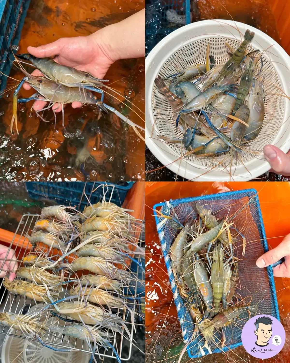 蝦控吃起來!台南現撈「活蝦料理」免剝蝦殼爽嗑,滿滿蝦膏+蝦肉痛風爆表 蝦控吃起來!台南現撈「活蝦料理」免剝蝦殼爽嗑,滿滿蝦膏+蝦肉痛風爆表
