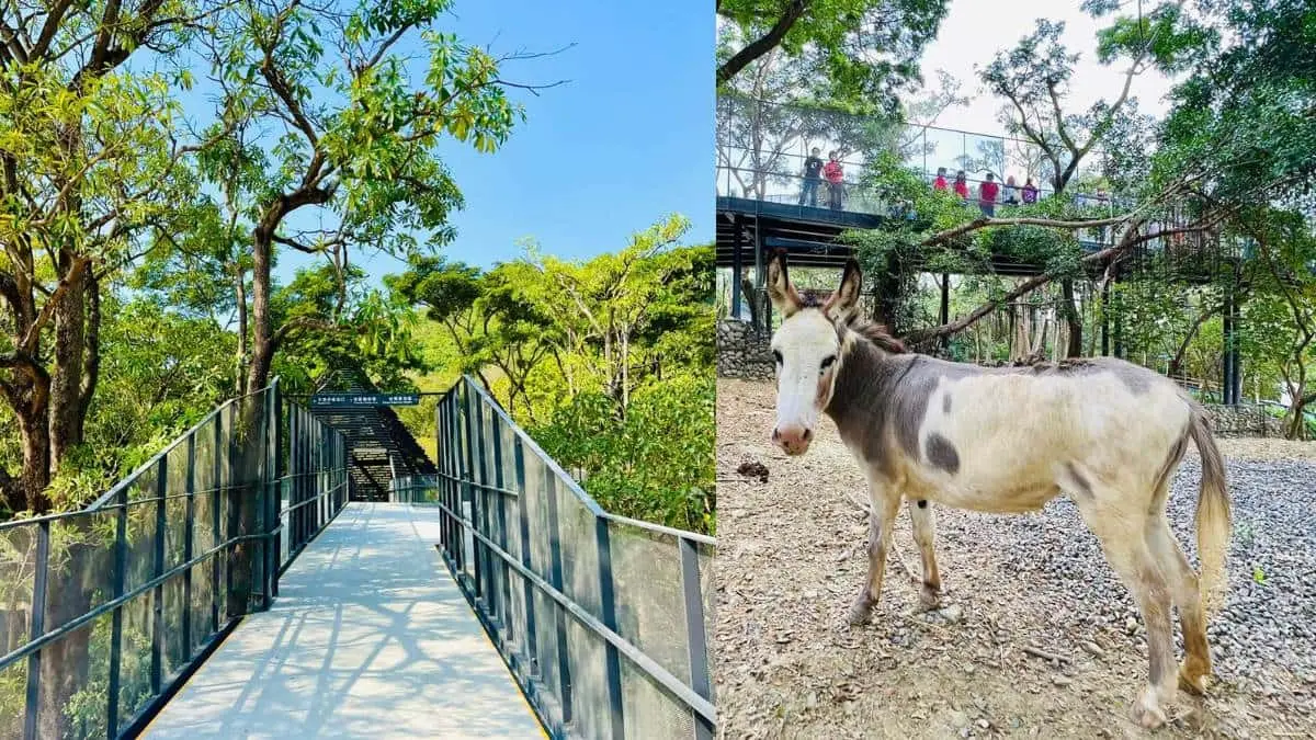 12歲以下免費入園！壽山動物園今起試營運，快衝全新空中廊道、鐵籠咖啡廳