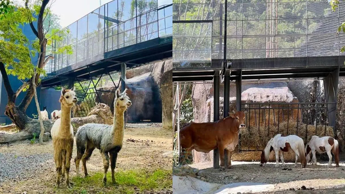12歲以下免費入園！壽山動物園今起試營運，快衝全新空中廊道、鐵籠咖啡廳