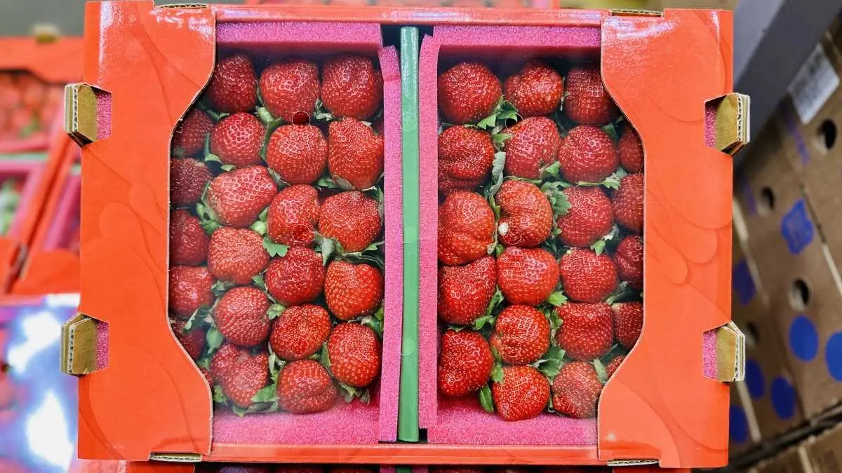 比現採還便宜！好市多鮮甜多汁「大湖香水草莓」上架，１公斤450元有找