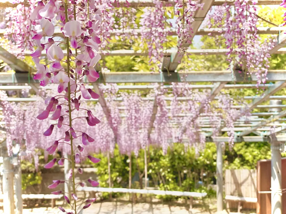 日本SNS最美「花御守」！超仙氣紫藤花形求良緣，再賞紫藤瀑布、最新花手水（中獎者公布）