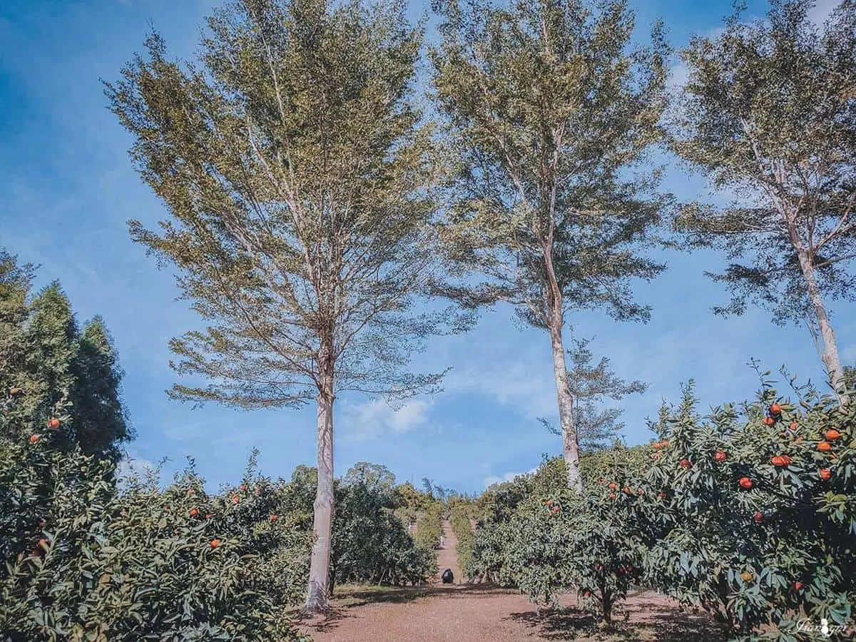 冬天不只採草莓！秒飛「台版濟州島」採橘祕境， 100元橘子無限吃到飽超佛