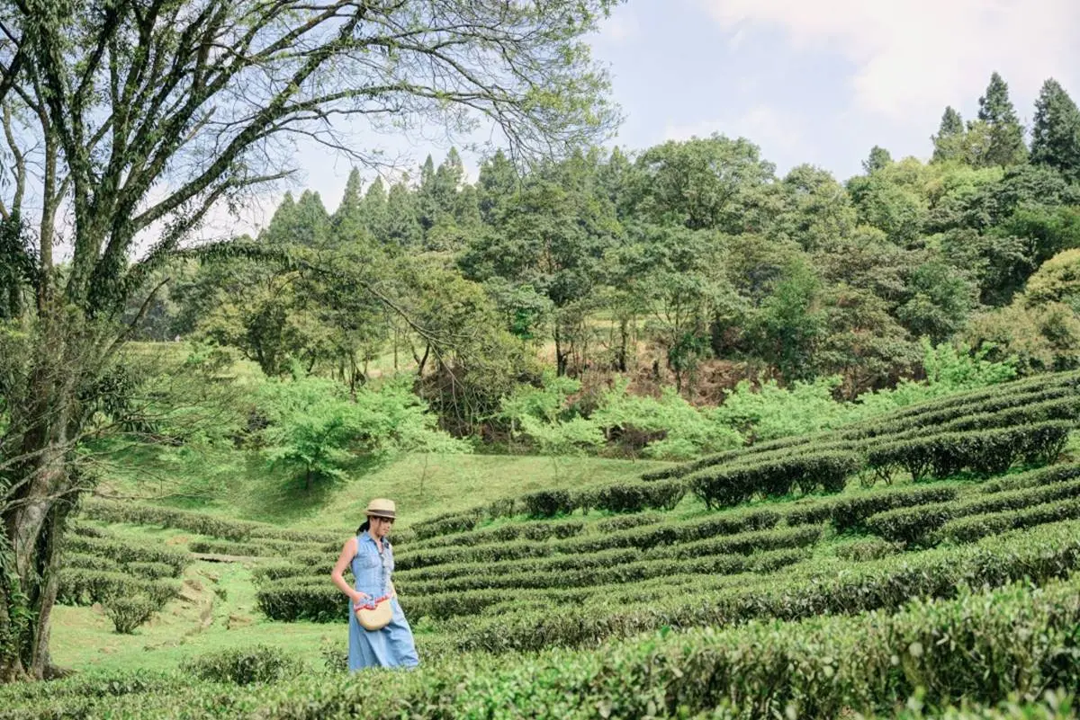 不要只逛老街啦!三峽6大私房祕境:10分鐘攻頂、絕美茶園、仙氣爆棚瀑布 不要只逛老街啦!三峽6大私房祕境:10分鐘攻頂、絕美茶園、仙氣爆棚瀑布