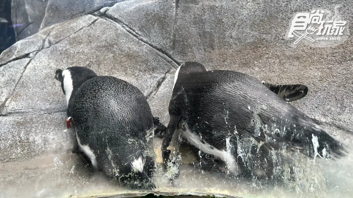 打卡巨萌魟魚＋23米水槽！直擊世界級水族館，再搶拍４層樓觀景窗、海底隧道