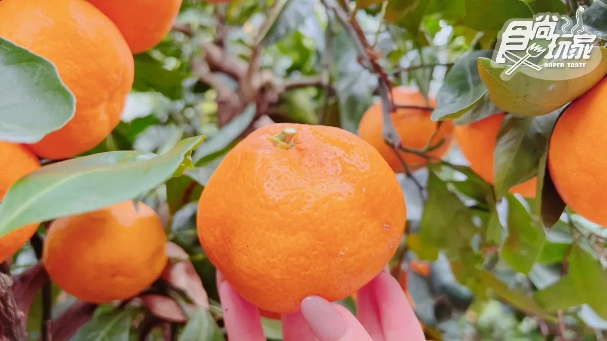 IG、小紅書美照拍到飽!開箱濟州島「千坪柑橘園」,現採鮮甜柑橘不限時任吃 IG、小紅書美照拍到飽!開箱濟州島「千坪柑橘園」,現採鮮甜柑橘不限時任吃