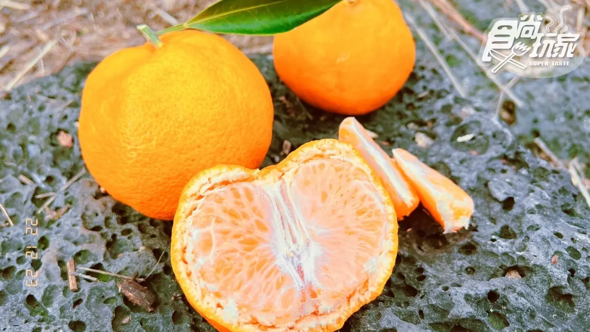 IG、小紅書美照拍到飽！開箱濟州島「千坪柑橘園」，現採鮮甜柑橘不限時任吃