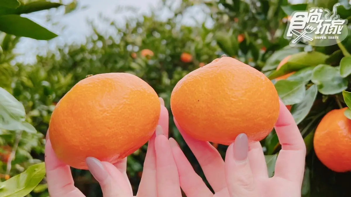 IG、小紅書美照拍到飽！開箱濟州島「千坪柑橘園」，現採鮮甜柑橘不限時任吃