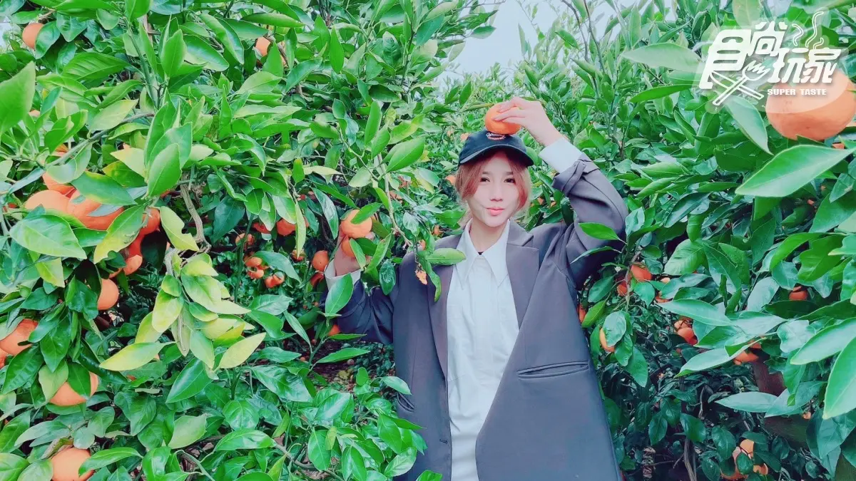 IG、小紅書美照拍到飽！開箱濟州島「千坪柑橘園」，現採鮮甜柑橘不限時任吃