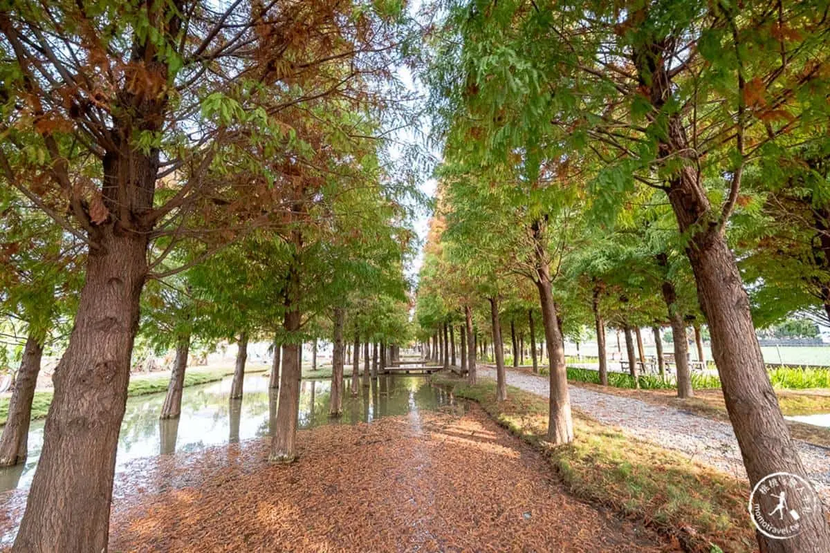 落羽松祕境隱身工廠？搶拍小橋流水、南洋風涼亭，鮮紅落羽松＋水池倒影美翻
