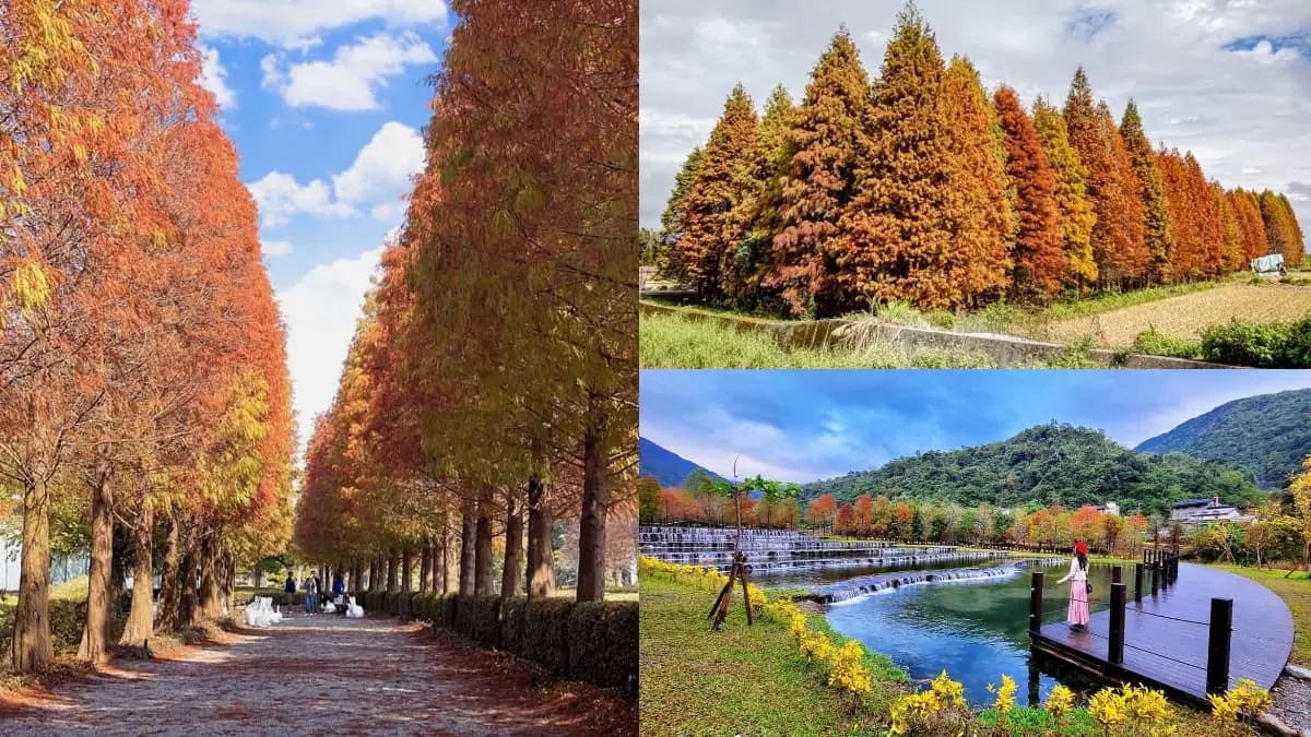 過年快朝聖!6大漸層落羽松祕境:占地3公頃、如潑墨山水畫、上百棵超壯觀