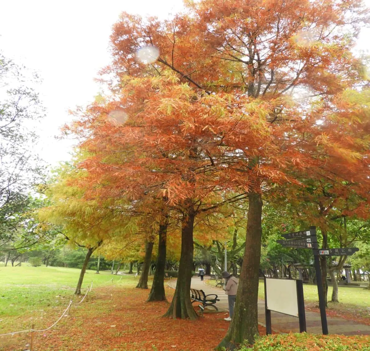搭捷運就能朝聖！衝「大安森林公園」賞漸層落羽松，搭配木棧道湖景浪漫爆棚
