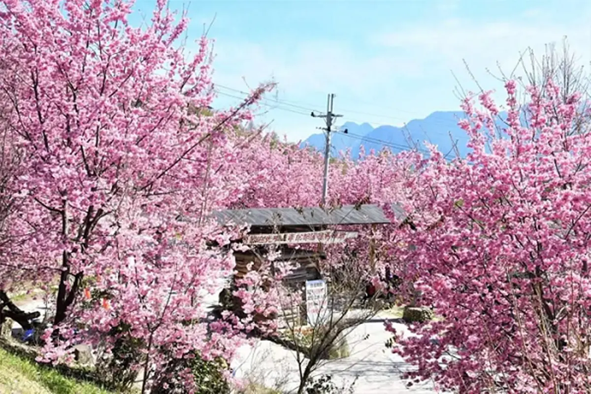 追櫻衝一波！豪華露營、神木群賞花海，全台必追「５大賞櫻體驗」