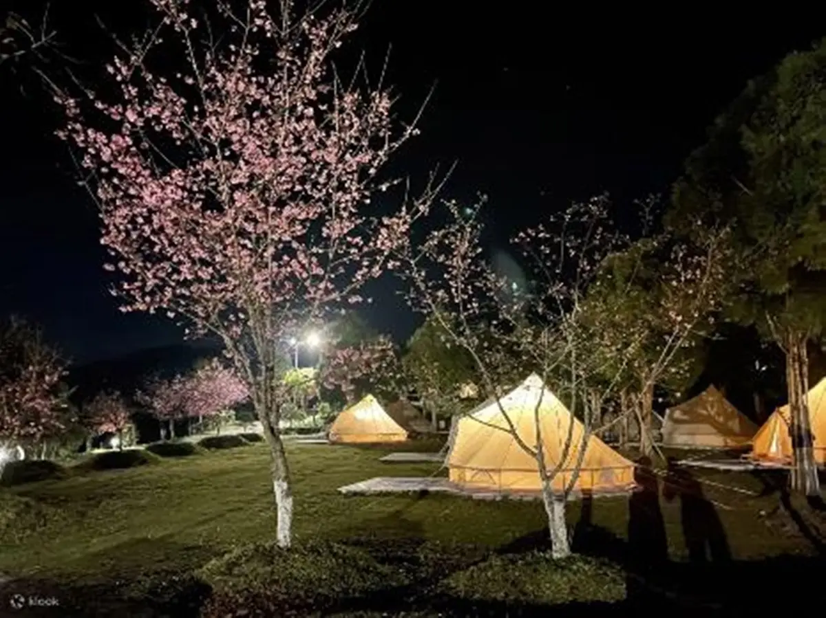 追櫻衝一波！豪華露營、神木群賞花海，全台必追「５大賞櫻體驗」