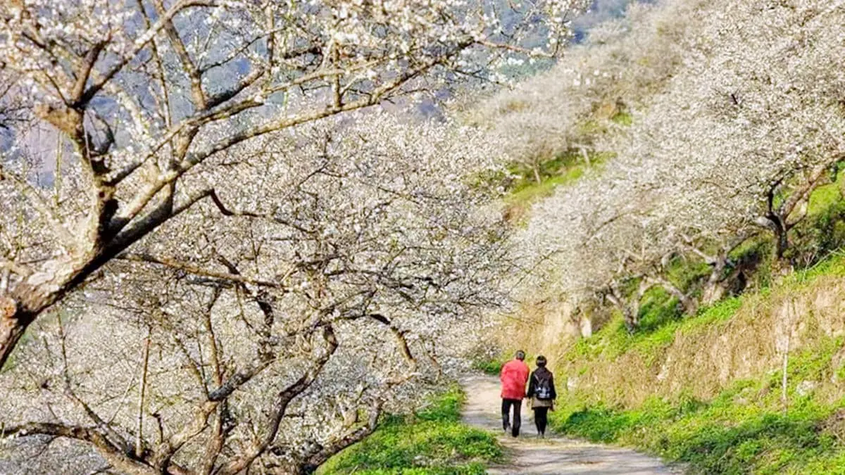 朝聖第一波「梅雪」!5處絕美賞梅仙境:占地15公頃、4000棵梅樹齊放