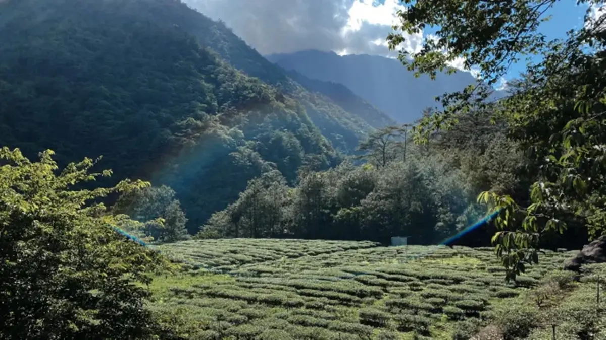 沿著茶園小徑往下走，潺潺的溪流聲越來越清晰。（圖片來源：Sara‘s world 莎拉小姐的世界）