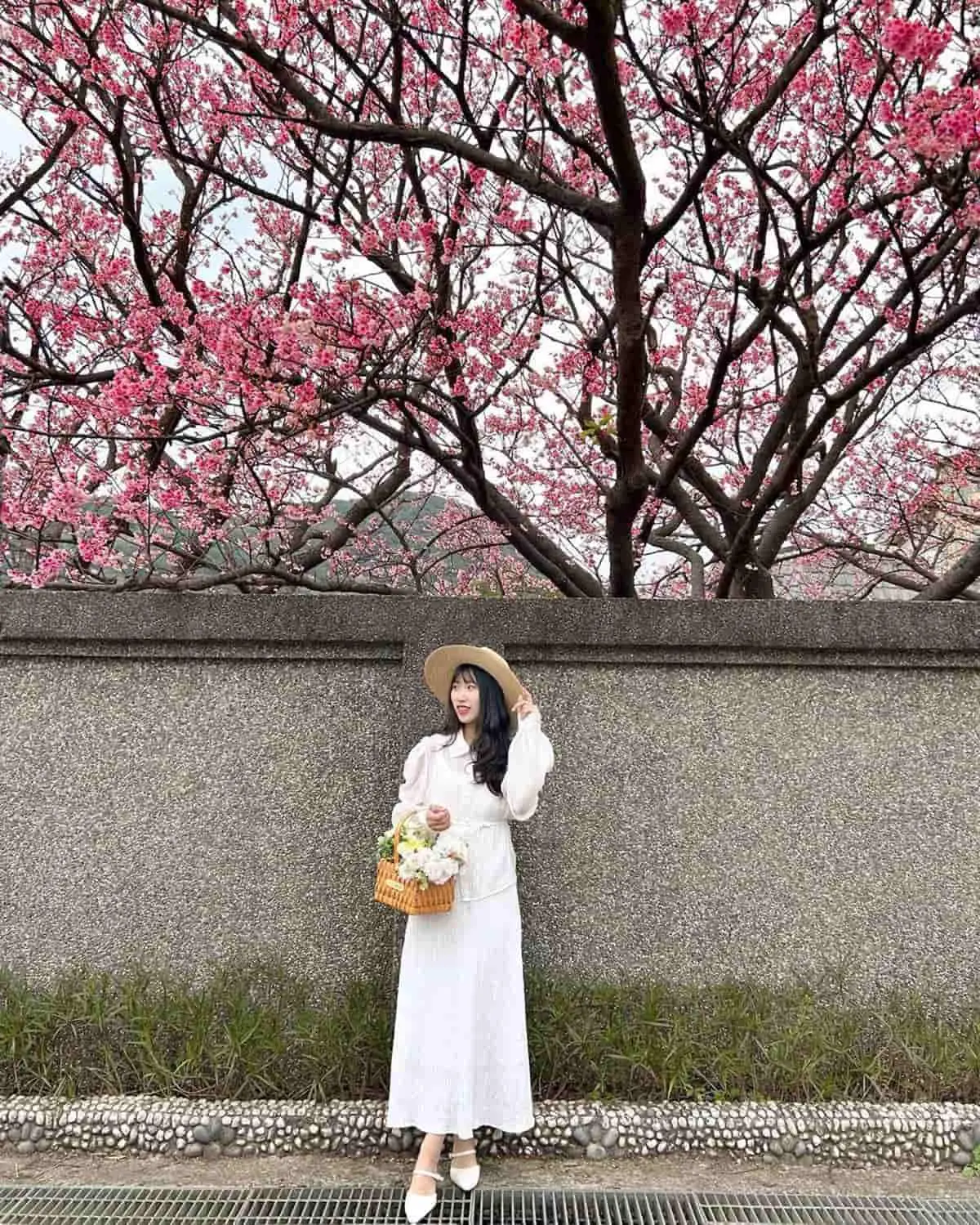 粉色仙境開追！雙北５處「賞櫻夯點」滿開中：３公里河岸夜櫻、破萬坪櫻花林