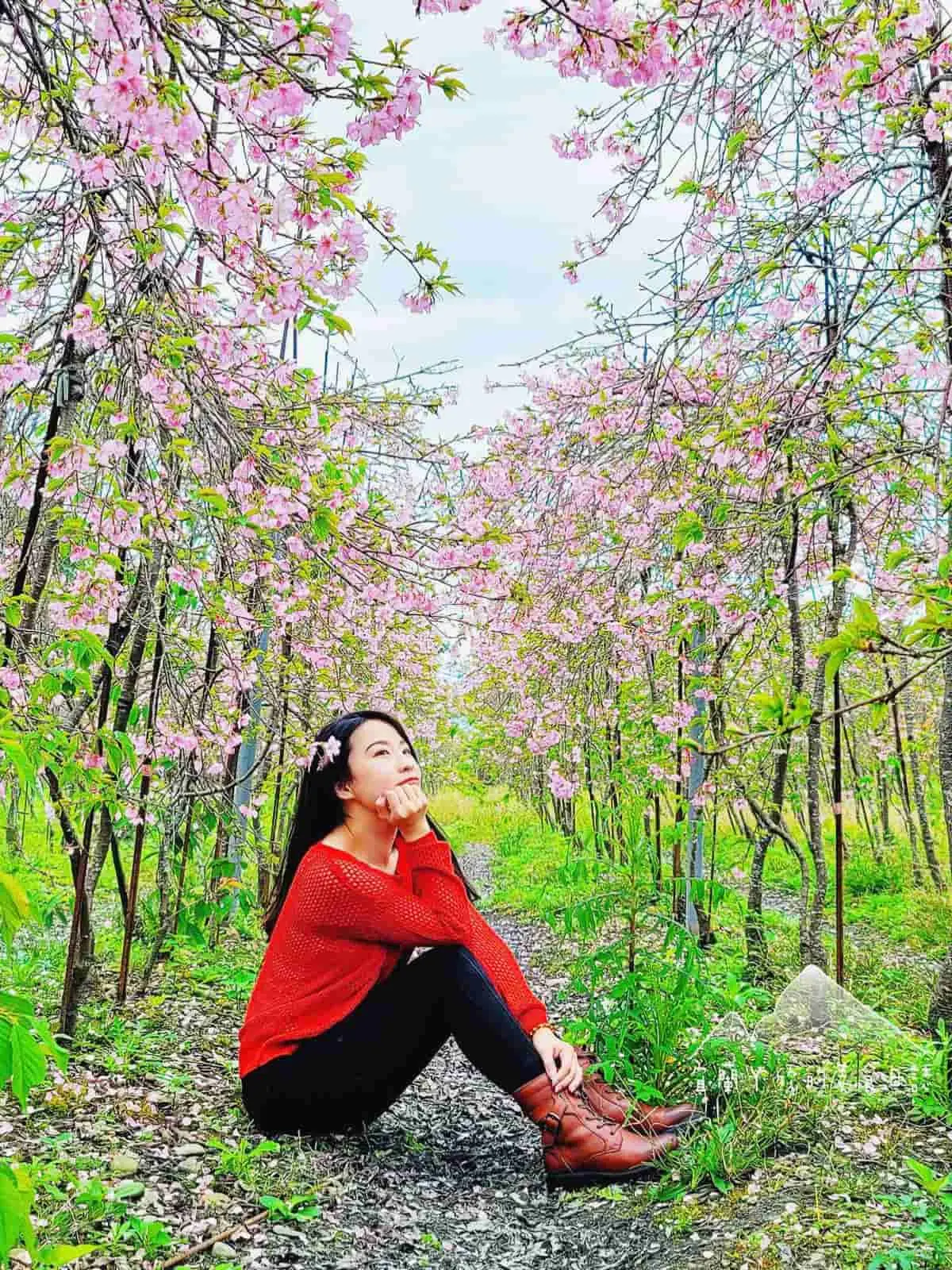 今年再不看明年就沒了！宜蘭「櫻花祕境」粉嫩大爆發，上千棵枝垂櫻隧道美翻
