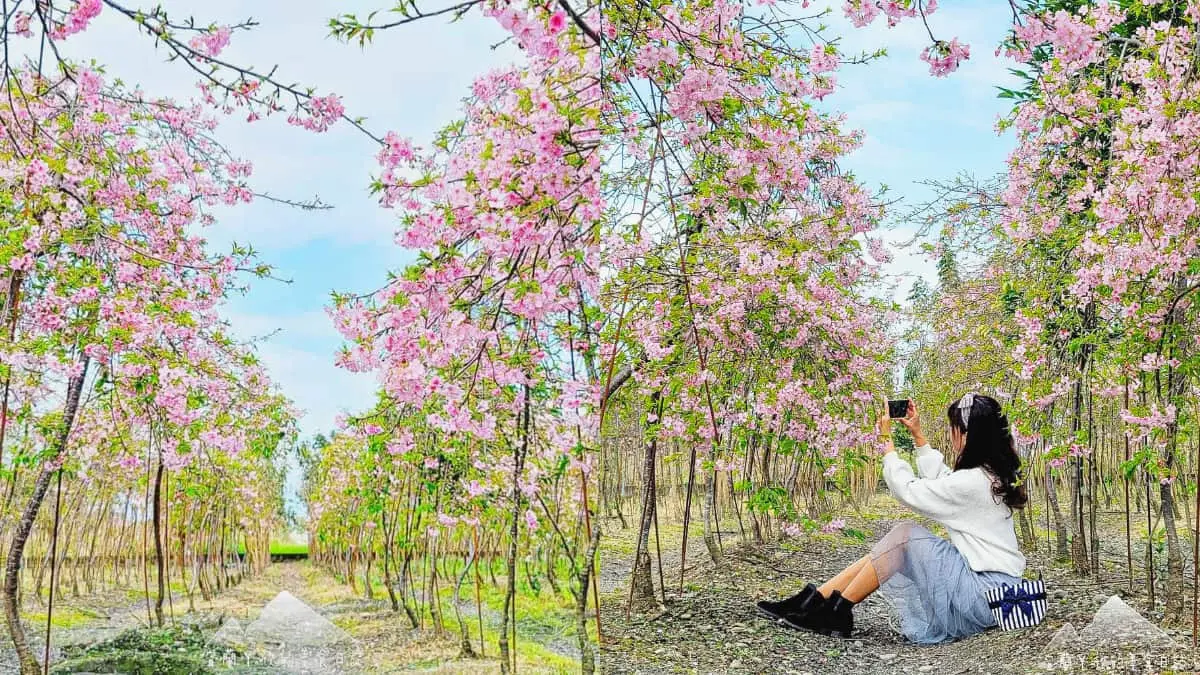 今年再不看明年就沒了!宜蘭「櫻花祕境」粉嫩大爆發,上千棵枝垂櫻隧道美翻