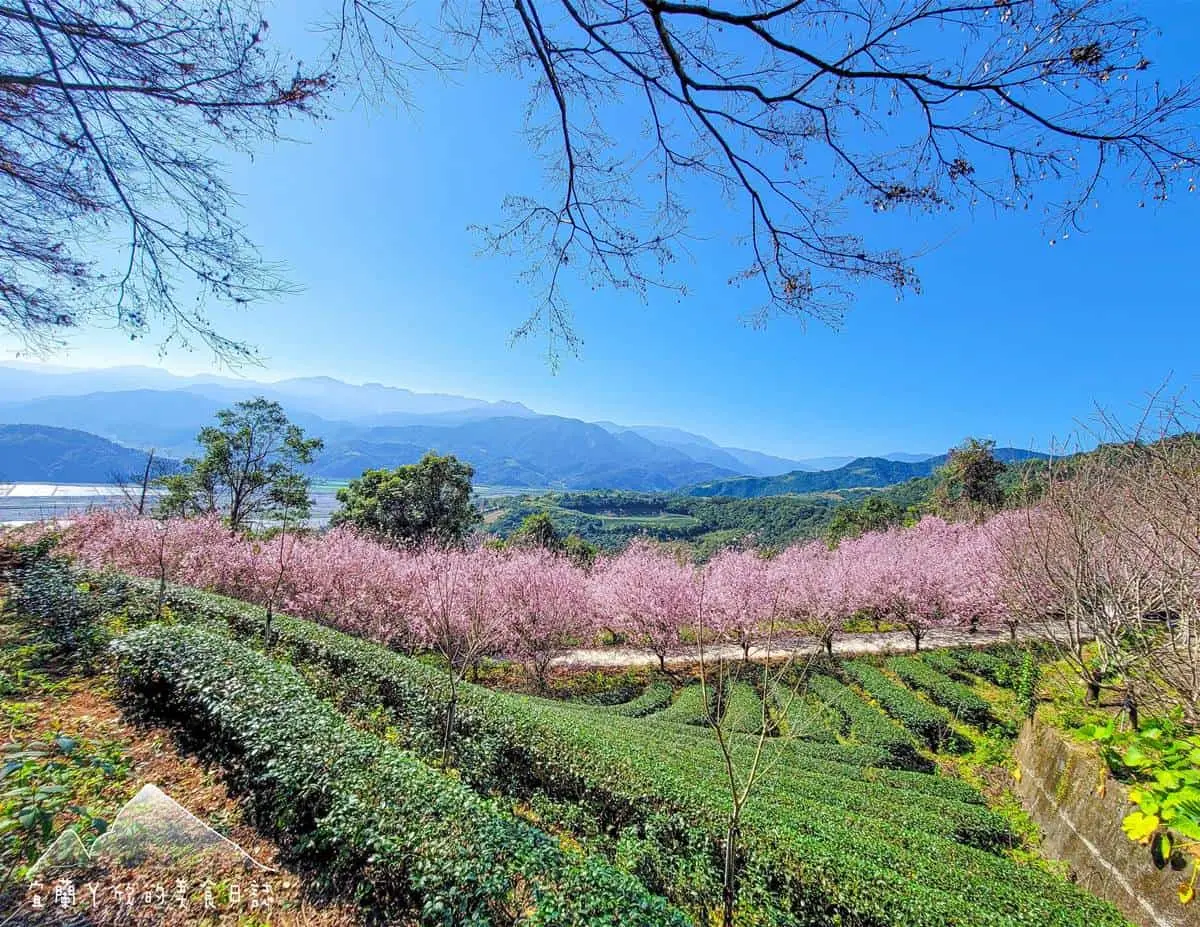 宜蘭也有「粉紅巨龍」櫻花隧道！65米長花海現正爆發中，打卡免費入園拍到飽