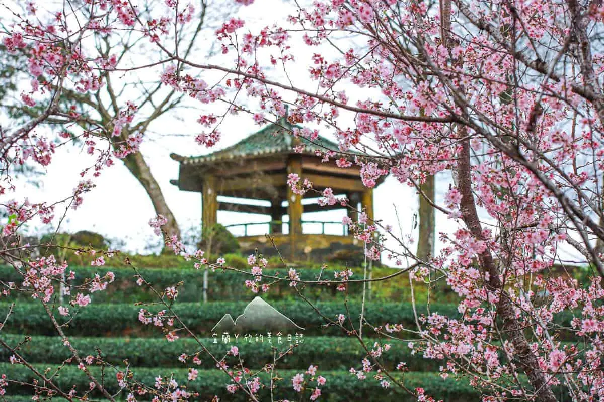宜蘭也有「粉紅巨龍」櫻花隧道！65米長花海現正爆發中，打卡免費入園拍到飽