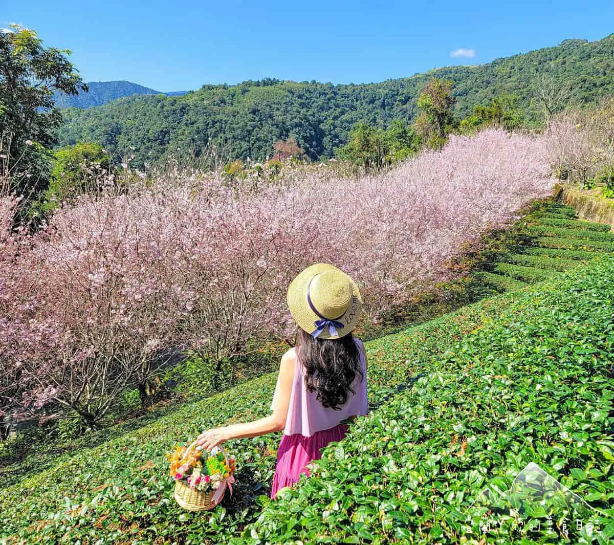 宜蘭也有「粉紅巨龍」櫻花隧道！65米長花海現正爆發中，打卡免費入園拍到飽