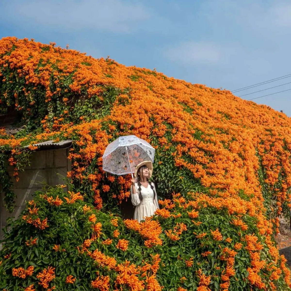 炮仗花現正滿開中!5大洗版IG賞花夯點:300公尺花牆步道、3層樓橘紅瀑布 炮仗花現正滿開中!5大洗版IG賞花夯點:300公尺花牆步道、3層樓橘紅瀑布