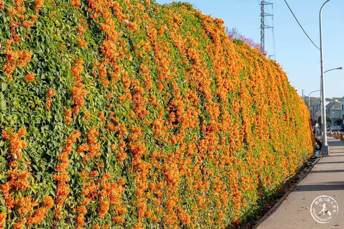 炮仗花現正滿開中!5大洗版IG賞花夯點:300公尺花牆步道、3層樓橘紅瀑布 炮仗花現正滿開中!5大洗版IG賞花夯點:300公尺花牆步道、3層樓橘紅瀑布