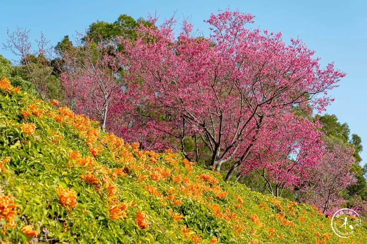 炮仗花現正滿開中!5大洗版IG賞花夯點:300公尺花牆步道、3層樓橘紅瀑布 炮仗花現正滿開中!5大洗版IG賞花夯點:300公尺花牆步道、3層樓橘紅瀑布