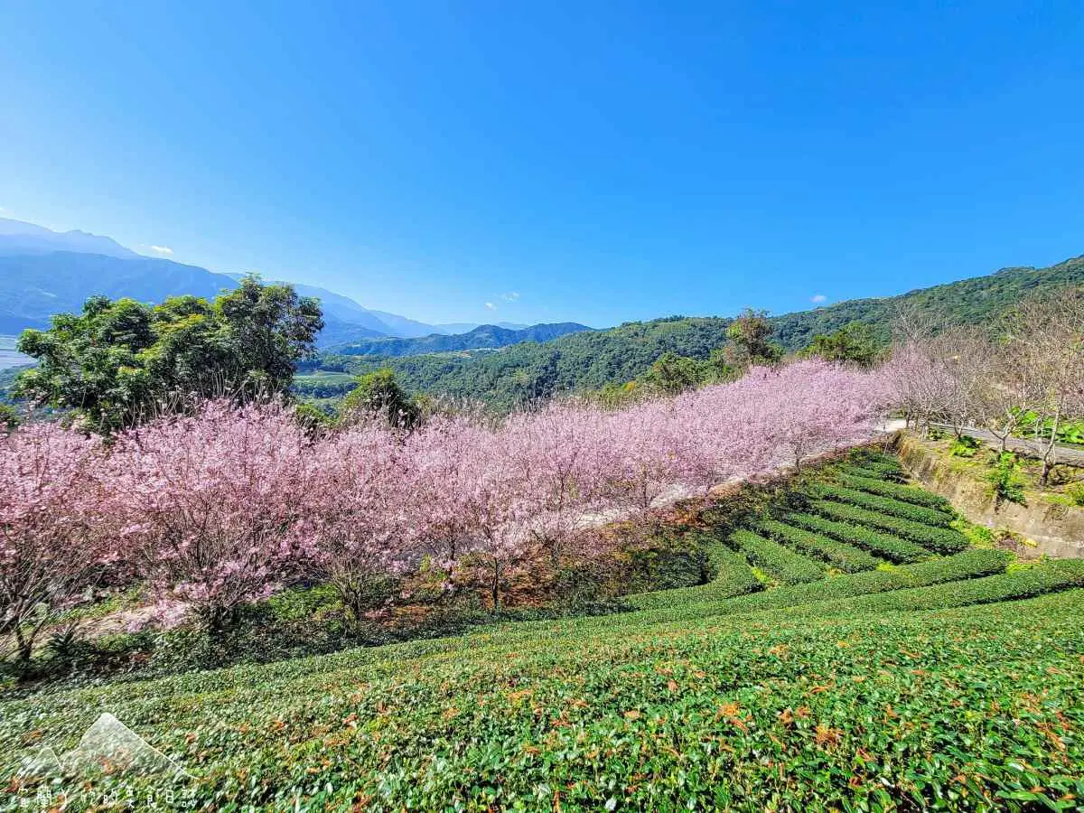 宜蘭也有「粉紅巨龍」櫻花隧道！65米長花海現正爆發中，打卡免費入園拍到飽