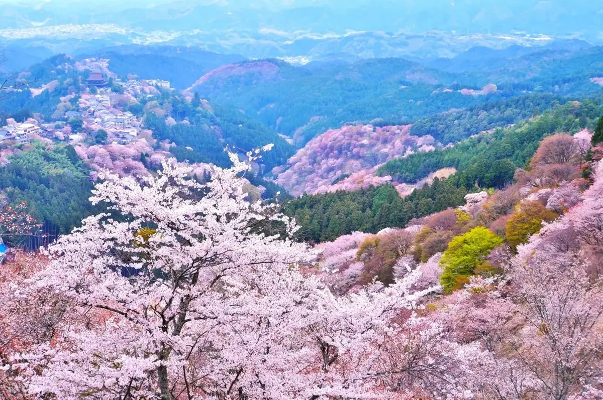 衝日本GET櫻花美照!5大粉色賞櫻IG點:奈良小鹿、絕美合掌村、淺草穿和服 衝日本GET櫻花美照!5大粉色賞櫻IG點:奈良小鹿、絕美合掌村、淺草穿和服