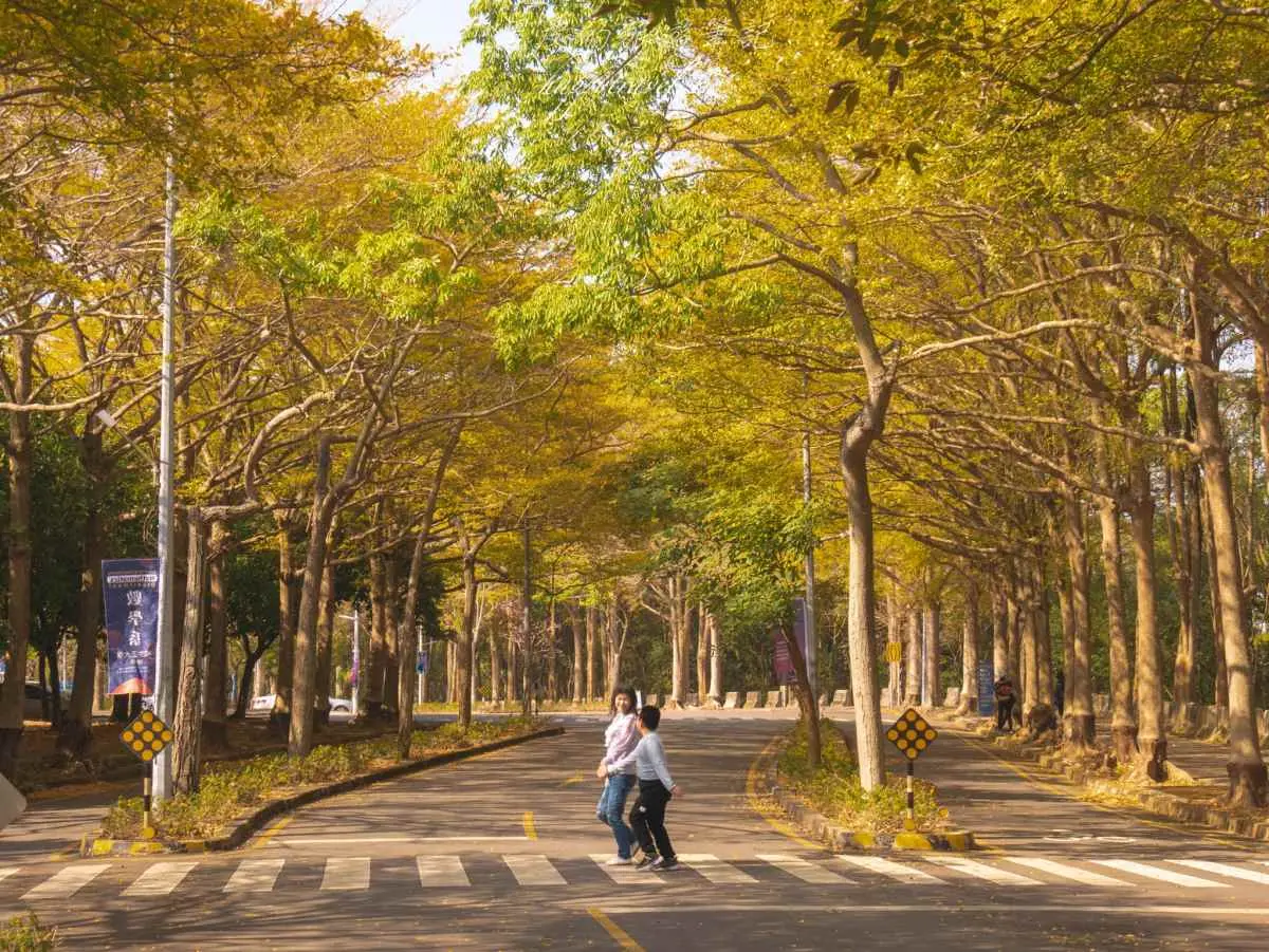 這週錯過等明年！嘉義最美大學「４公里樹海隧道」刷爆IG，浪漫黃金雨來襲
