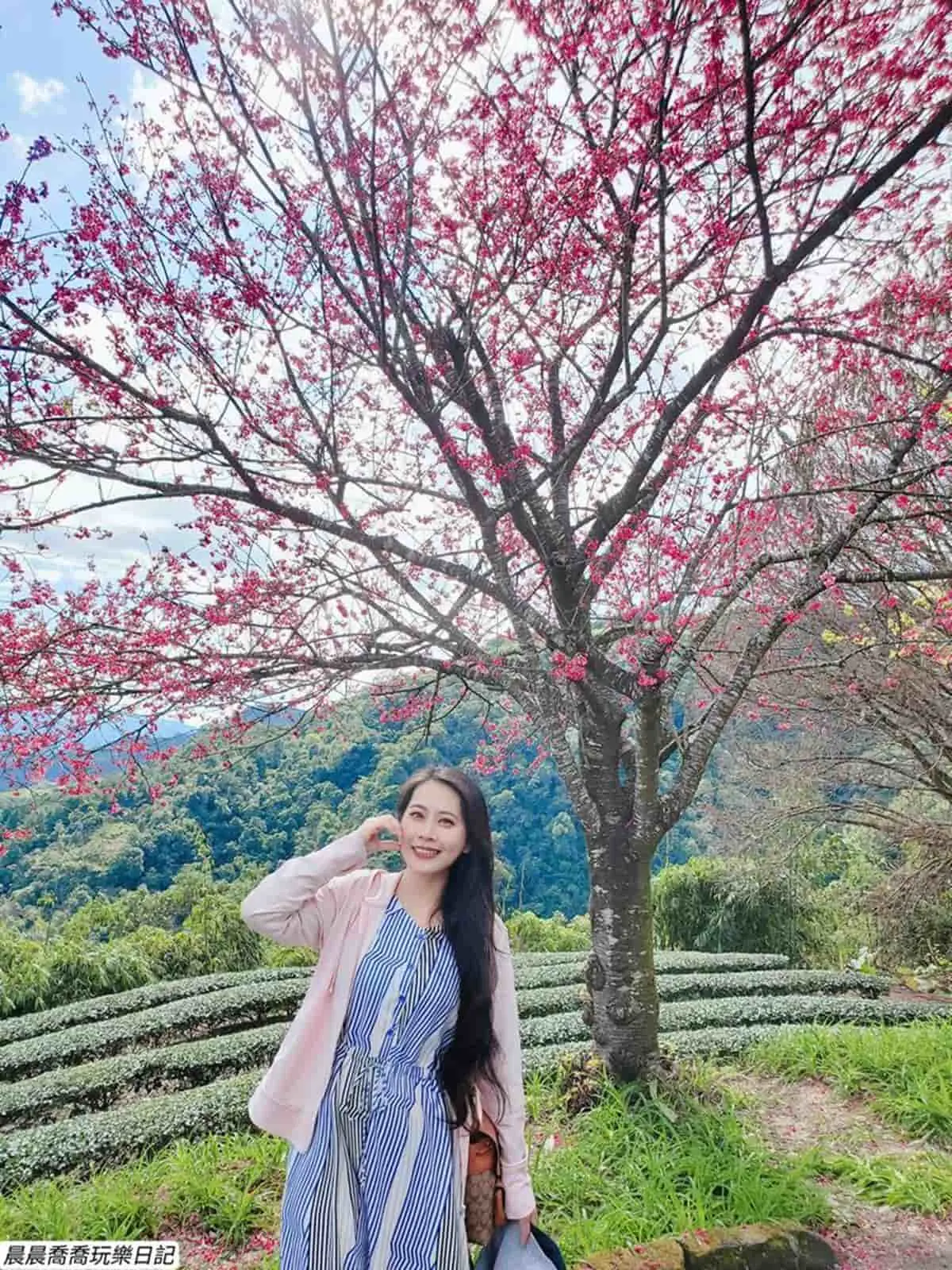 粉嫩爆發中！宜蘭５大「最美賞櫻夯點」：65米長「粉紅巨龍」、上千棵枝垂櫻