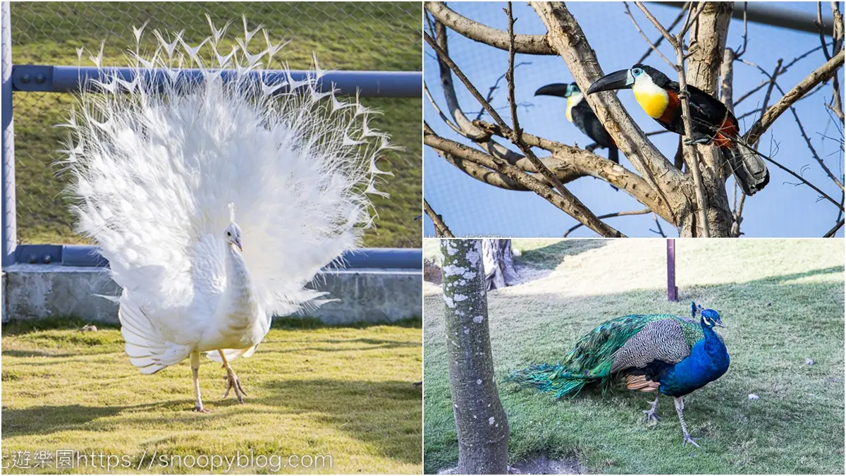瘋玩台版「侏儸紀公園」！占地６萬坪「亞洲最大」，必拍巨大恐龍、白貓頭鷹